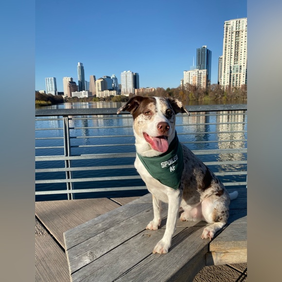 ⭐️LIVE SHOW LISTING⭐️ - Picture 7 of 10